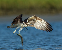 Ospreys