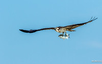 Ospreys