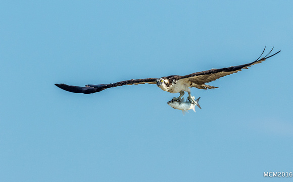 Ospreys