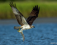 Ospreys