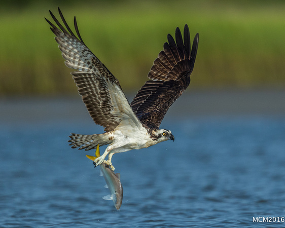 Ospreys