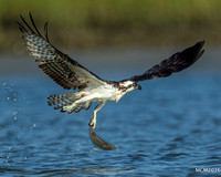 Ospreys