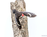 Woodpeckers