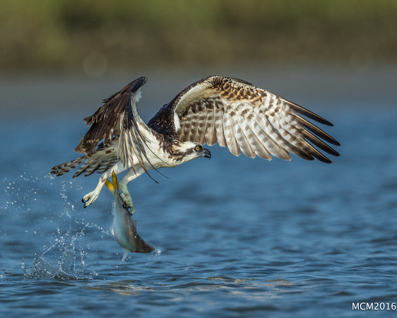 Ospreys