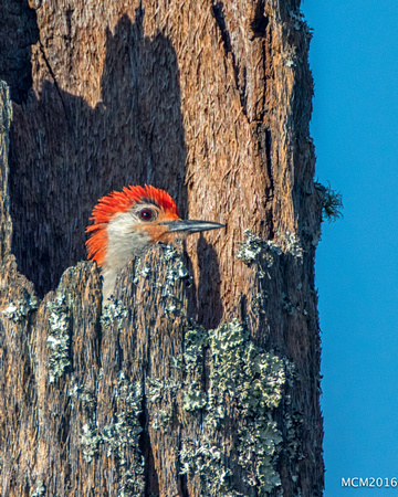 Woodpeckers