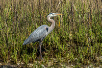 Blue Herons