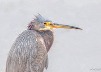 Tri-colored Heron