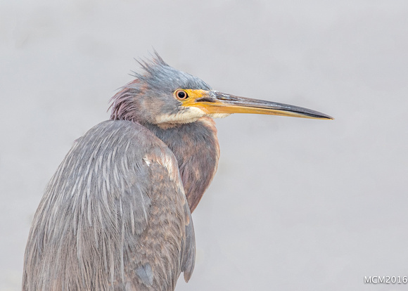 Tri-colored Heron