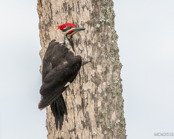 Woodpeckers