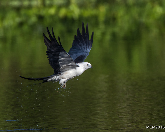 Swallow-tailed Kites