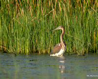 Tri-colored Heron