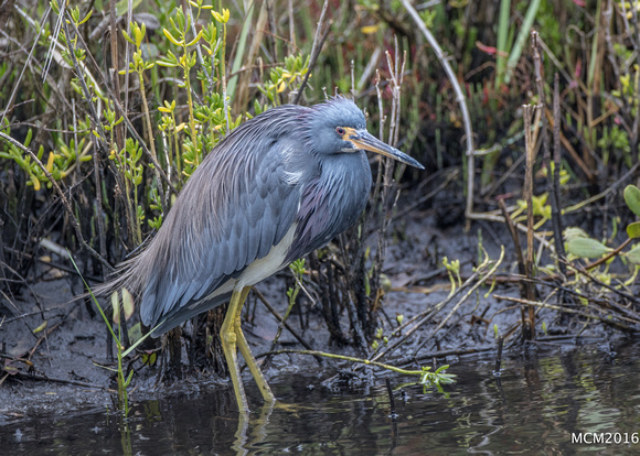 Tri-colored Heron