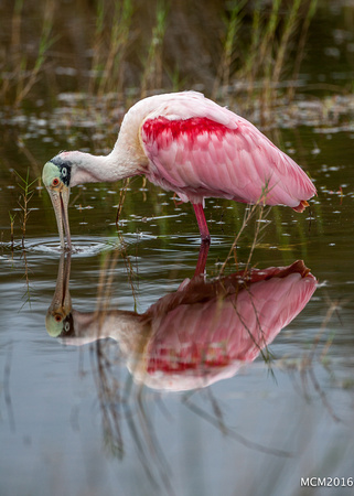 Rosette Spoonbills