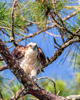 Ospreys