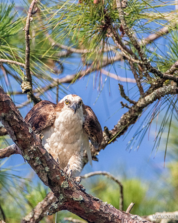 Ospreys