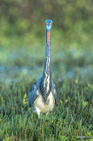 Tri-colored Heron