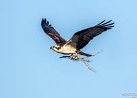 Ospreys