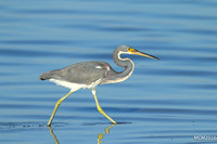 Tri-colored Heron