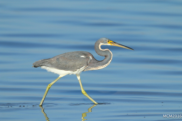 Tri-colored Heron