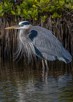 Blue Herons