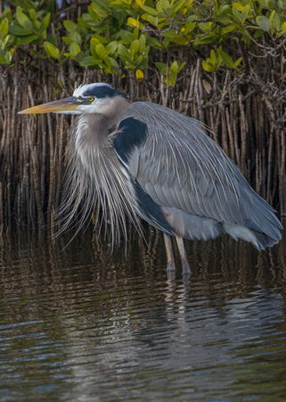 Blue Herons