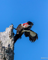 Woodpeckers