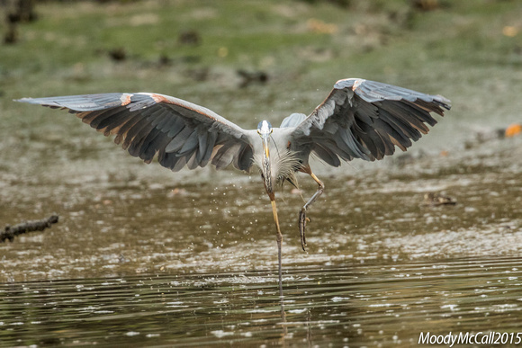 Blue Herons