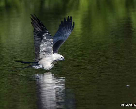 Swallow-tailed Kites