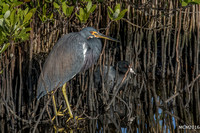 Tri-colored Heron