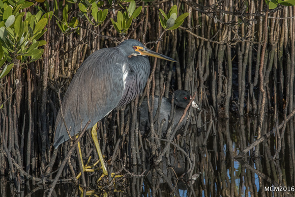 Tri-colored Heron