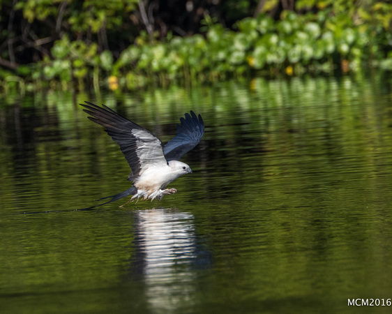 Swallow-tailed Kites