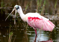 Rosette Spoonbills