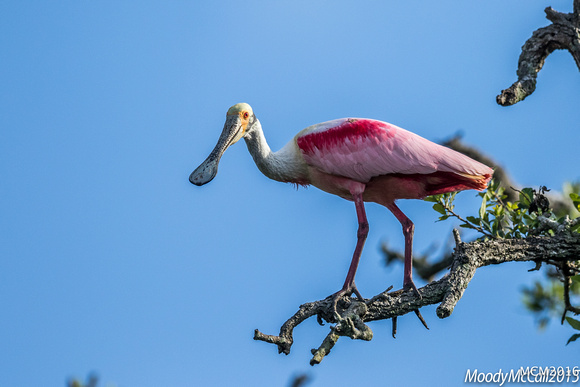 Rosette Spoonbills