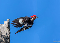 Woodpeckers