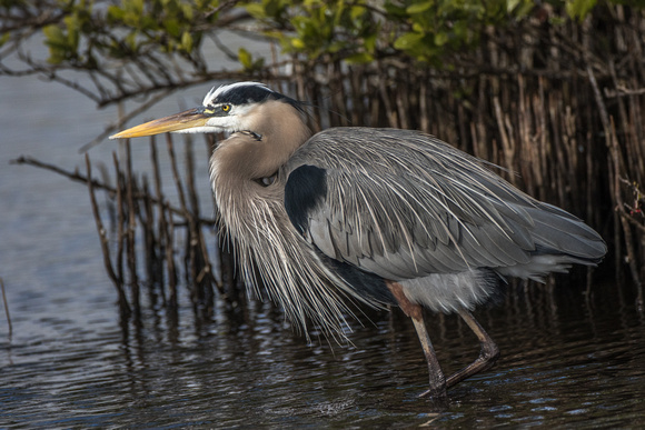 Blue Herons