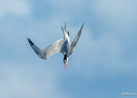 Terns 2