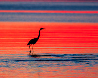 Blue Herons