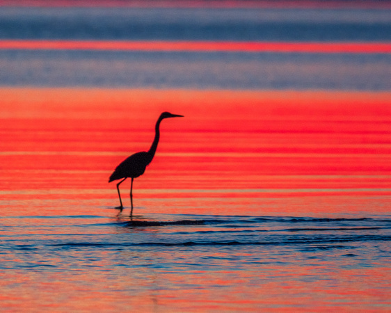 Blue Herons