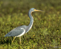 Tri-colored Heron