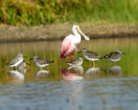 Rosette Spoonbills