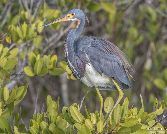 Tri-colored Heron