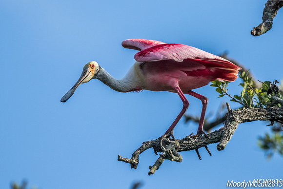 Rosette Spoonbills