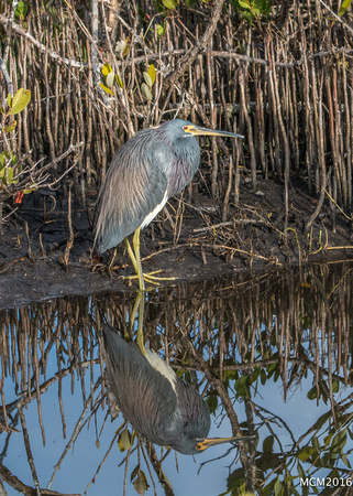 Tri-colored Heron