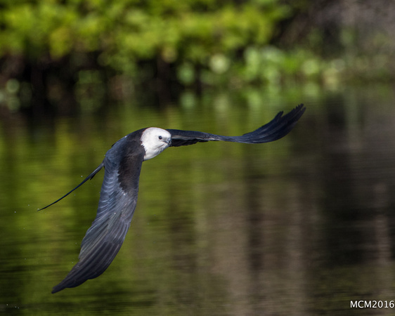 Swallow-tailed Kites