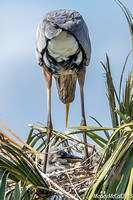 Blue Herons