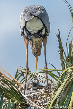 Blue Herons