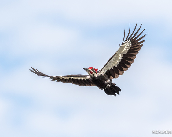 Woodpeckers