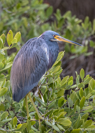 Tri-colored Heron