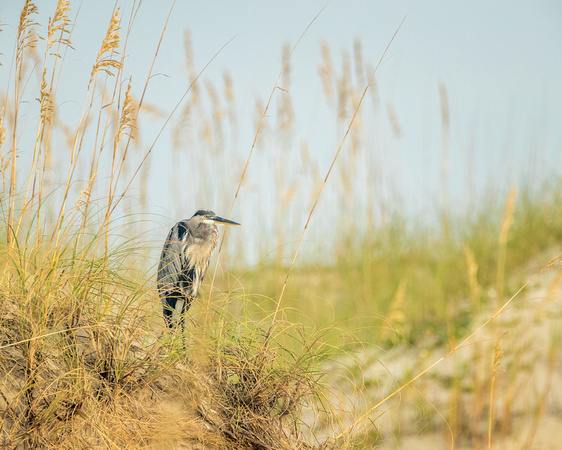 Blue Herons