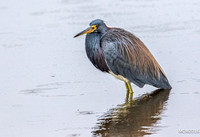 Tri-colored Heron